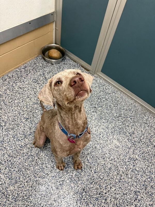 Daniel The Lionheart thumbnail 5