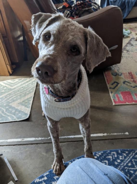 Daniel The Lionheart thumbnail 6