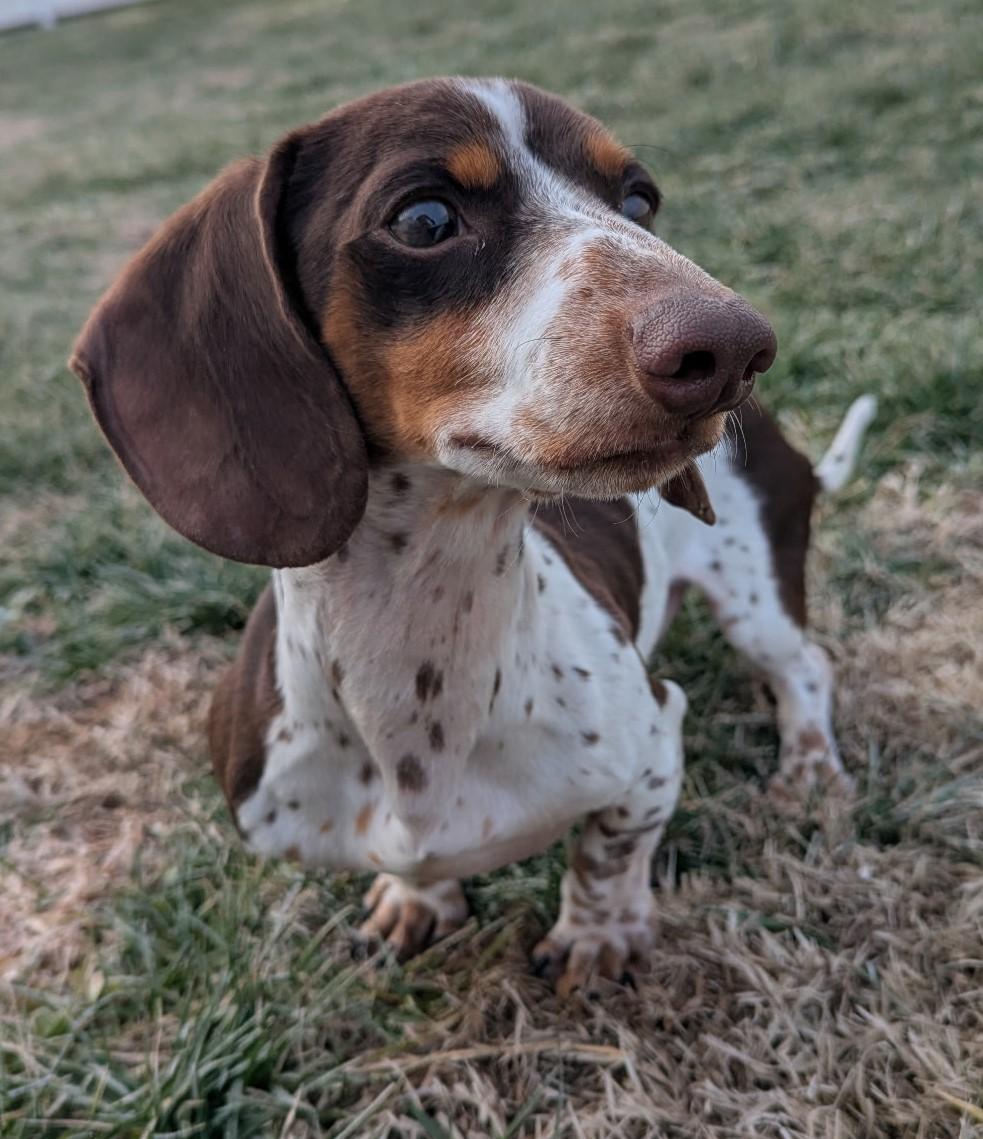 Peanut In Tn thumbnail 2