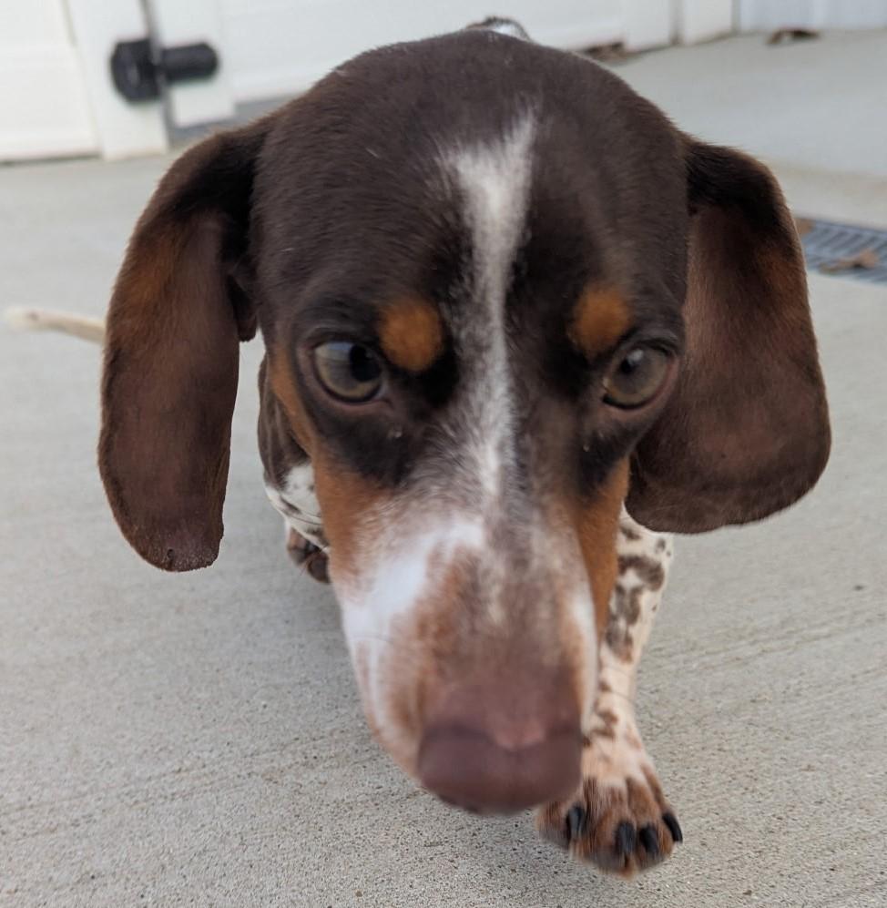 Peanut In Tn thumbnail 3