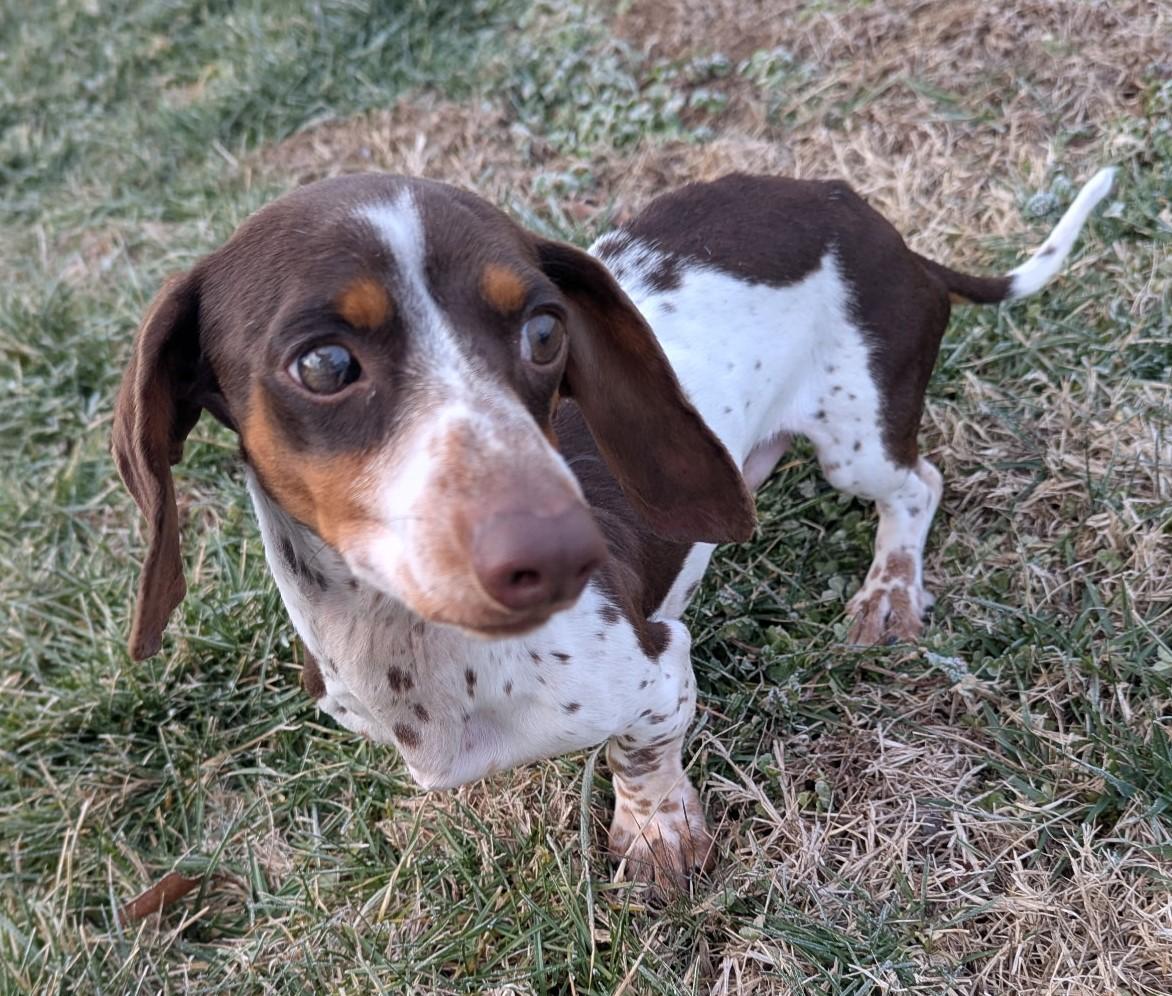 Peanut In Tn thumbnail 6