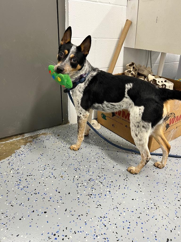 Bear Bear thumbnail 2