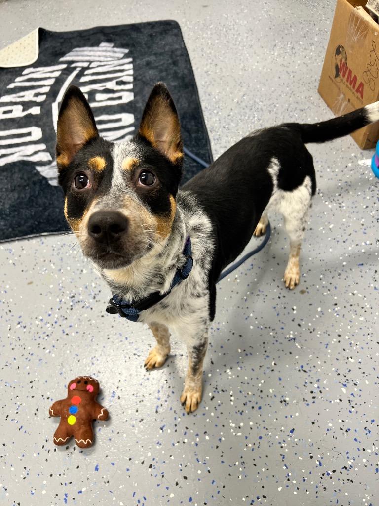 Bear Bear thumbnail 3