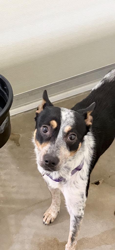 Bear Bear thumbnail 4