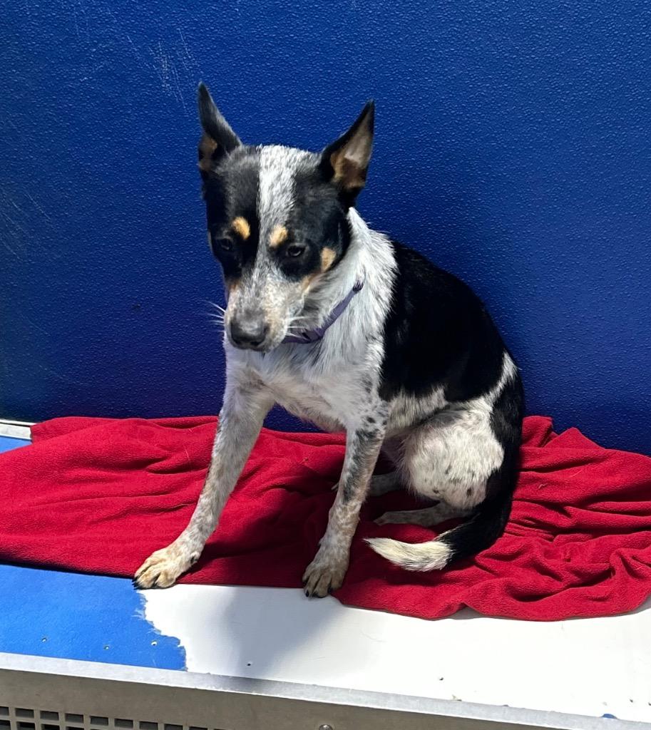 Bear Bear thumbnail 6