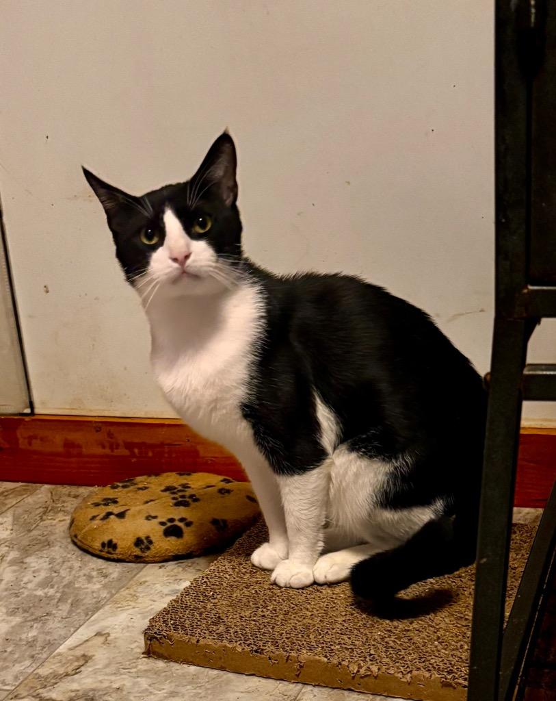 Papi Glen Ave thumbnail 3