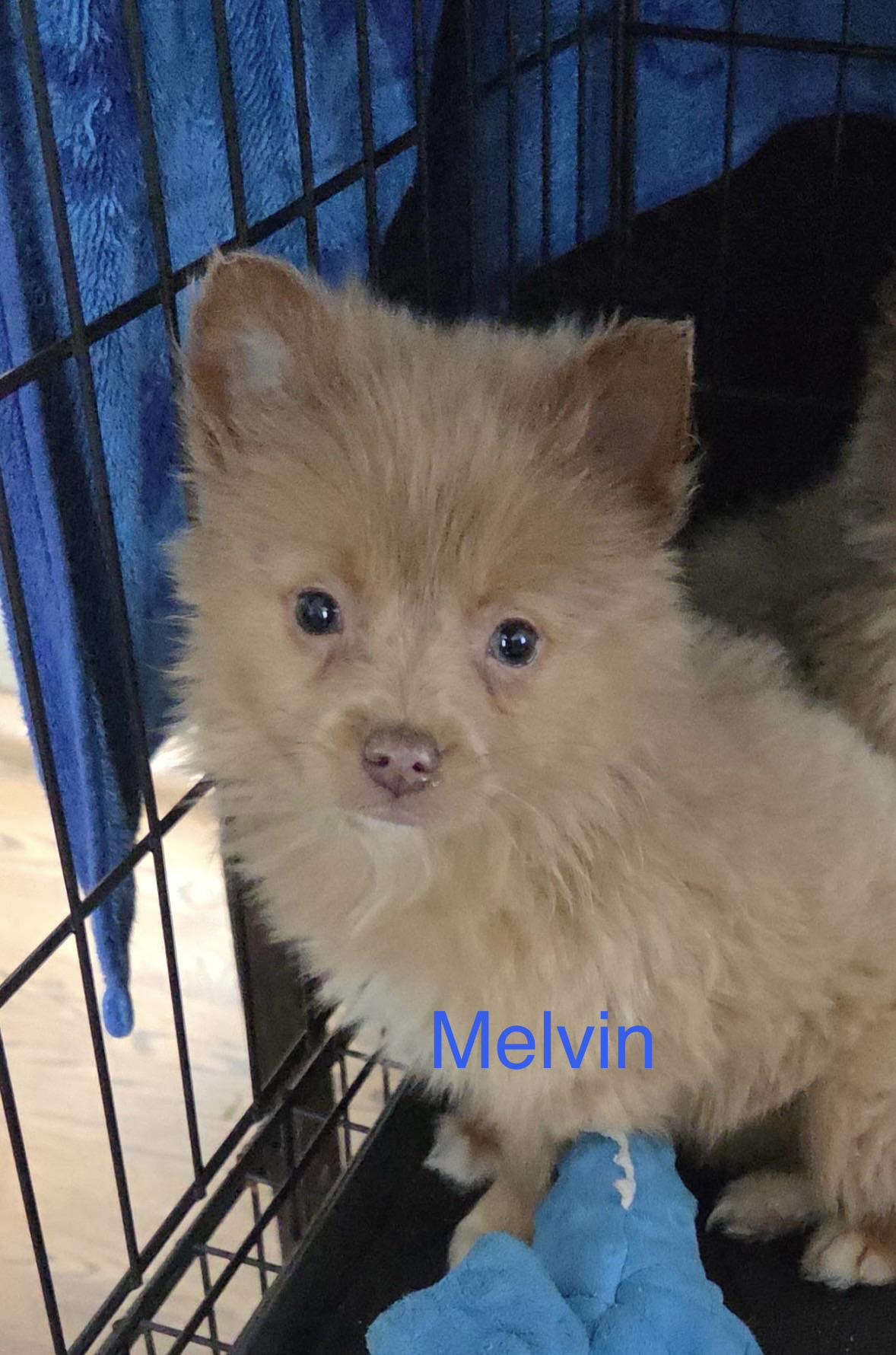 Marcus And Melvin thumbnail 3