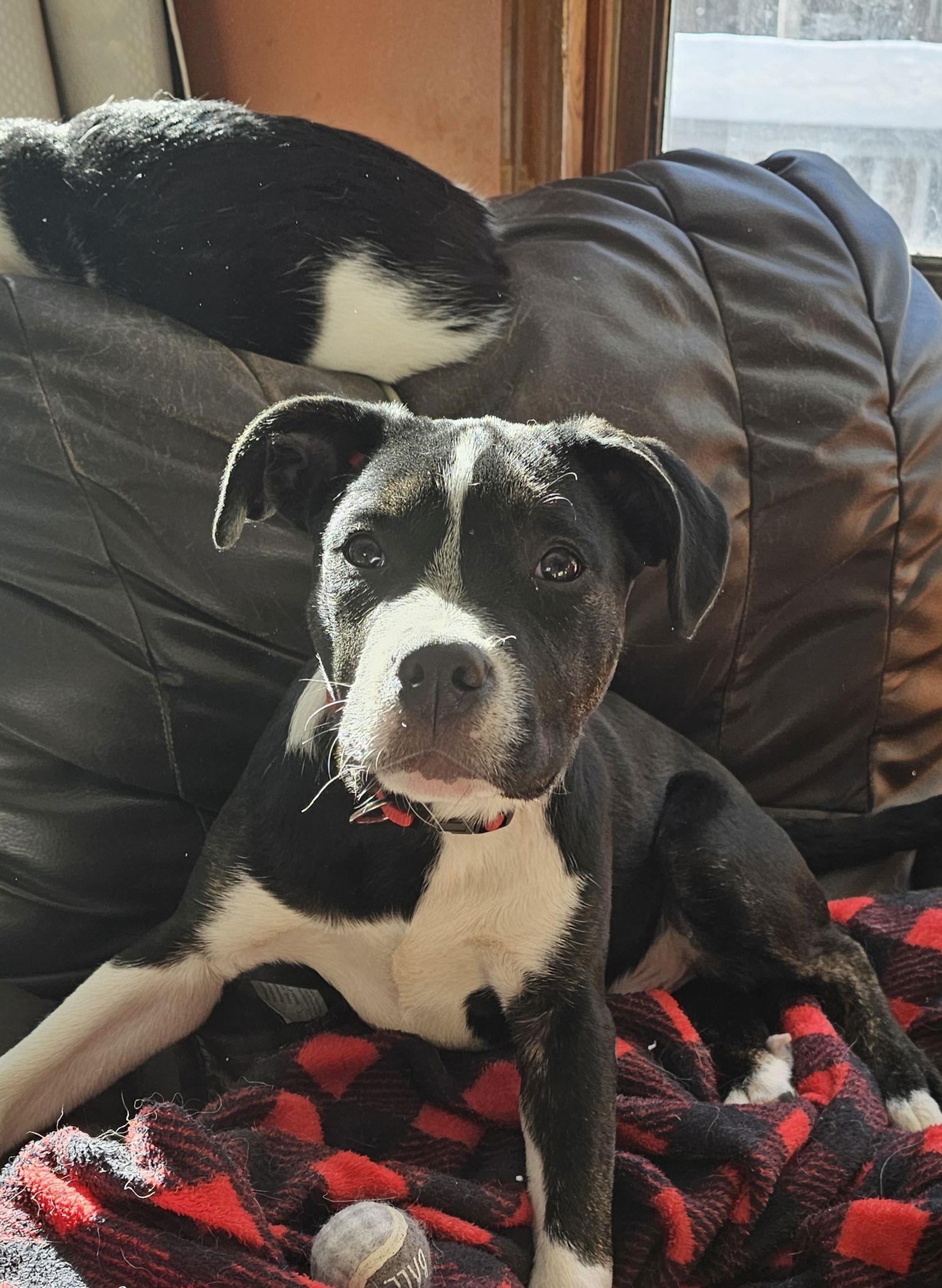 Nuggetin Nhsponsored thumbnail 2