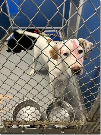 Jellybean  Very Cute thumbnail 3