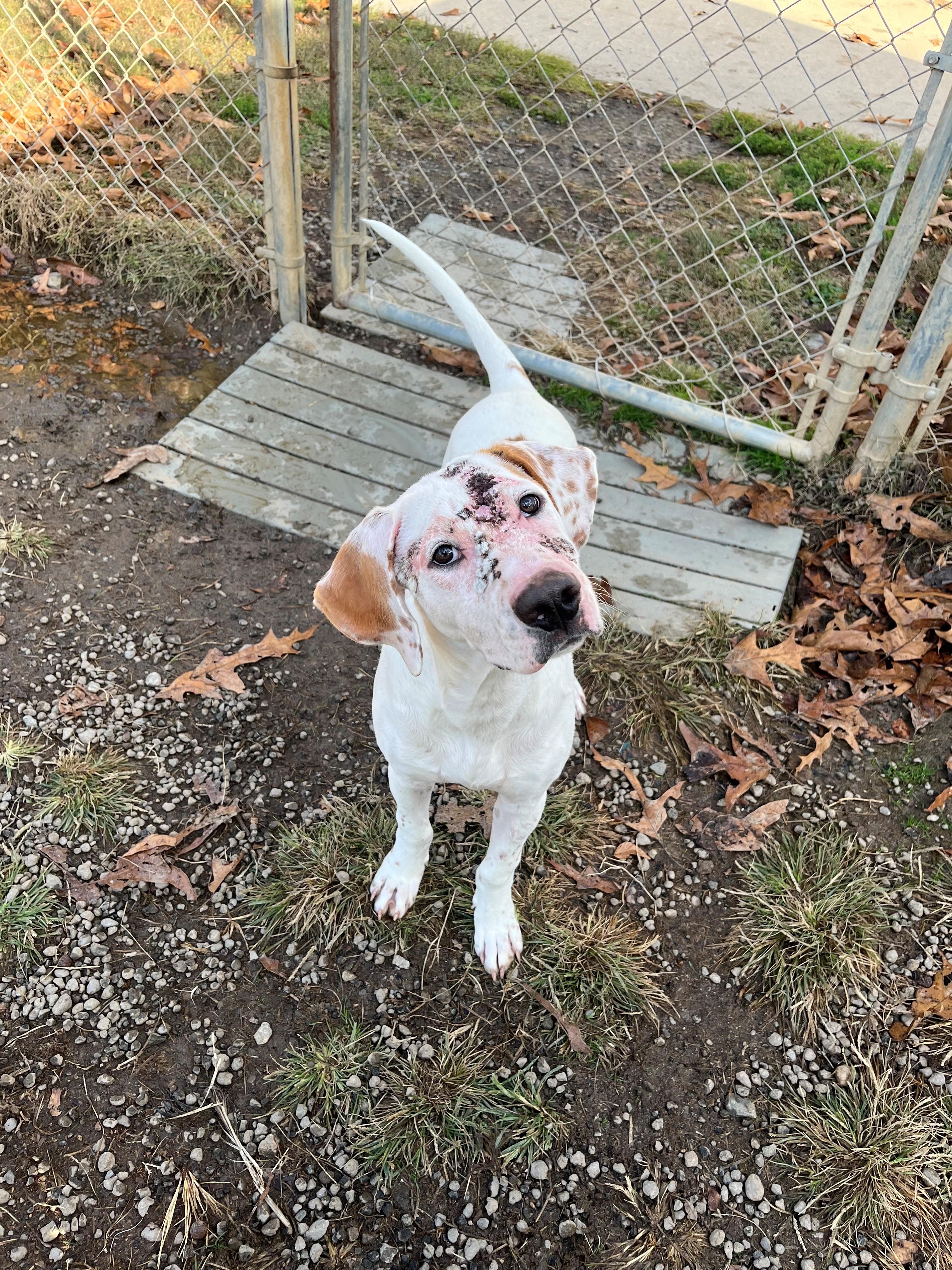 Jellybean  Very Cute thumbnail 4