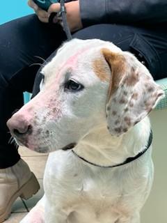 Jellybean  Very Cute