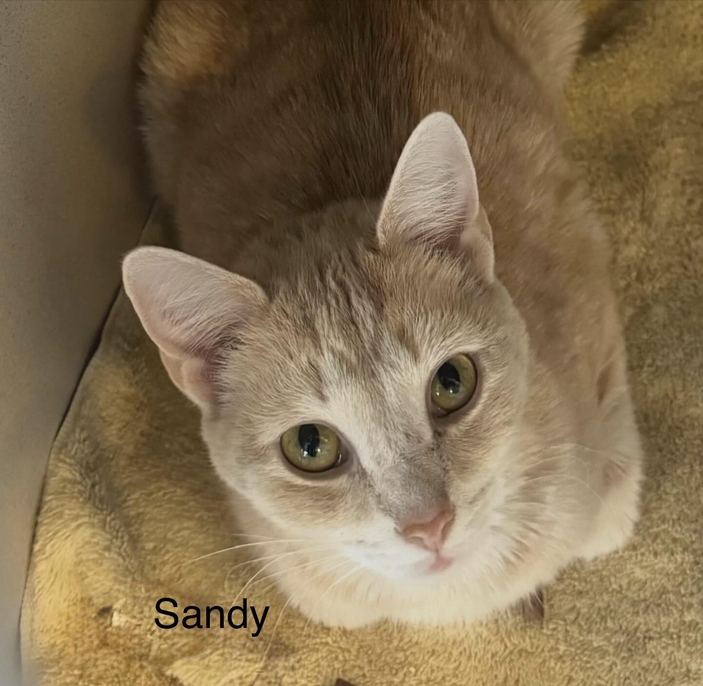 Sandy