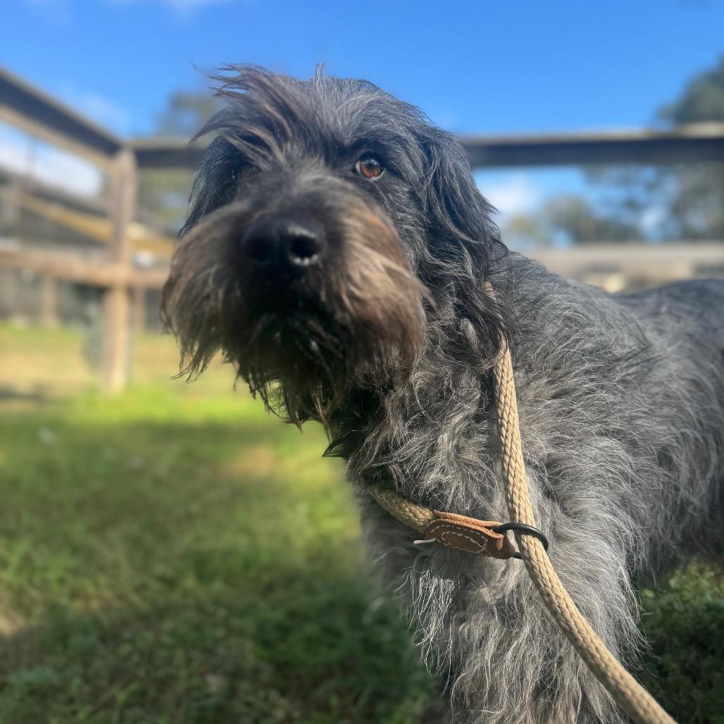 Zues Lightning thumbnail 5