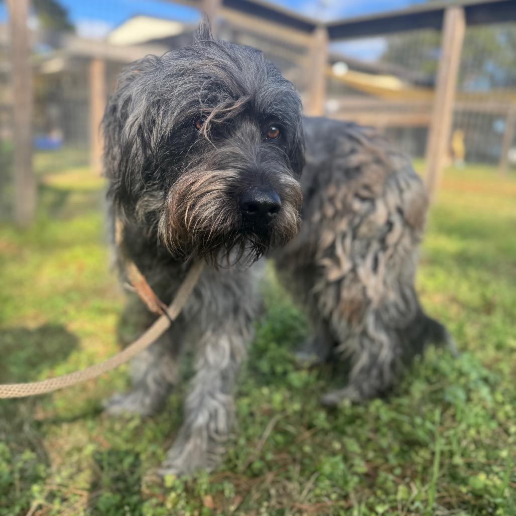 Zues Lightning thumbnail 6