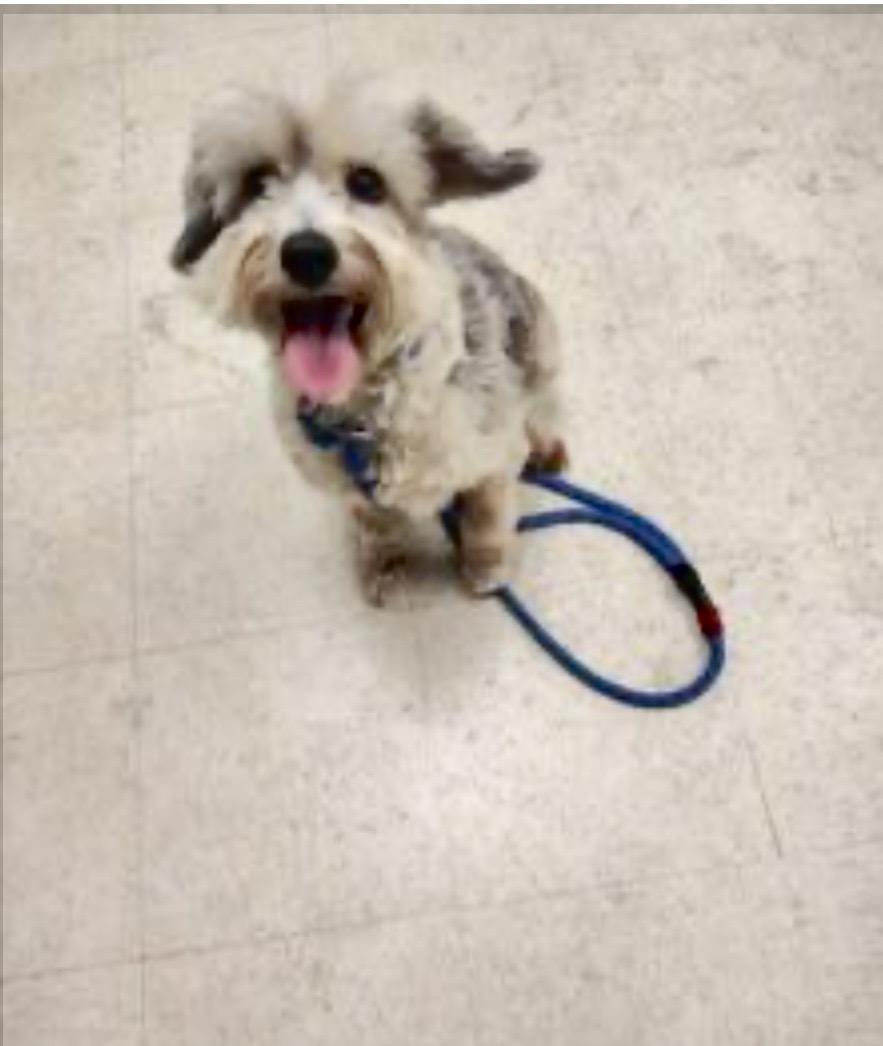 Rose Bud thumbnail 2