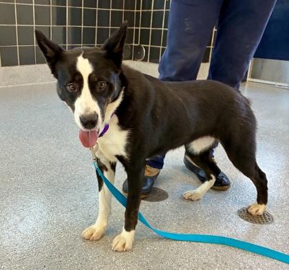 Kikimora thumbnail 2