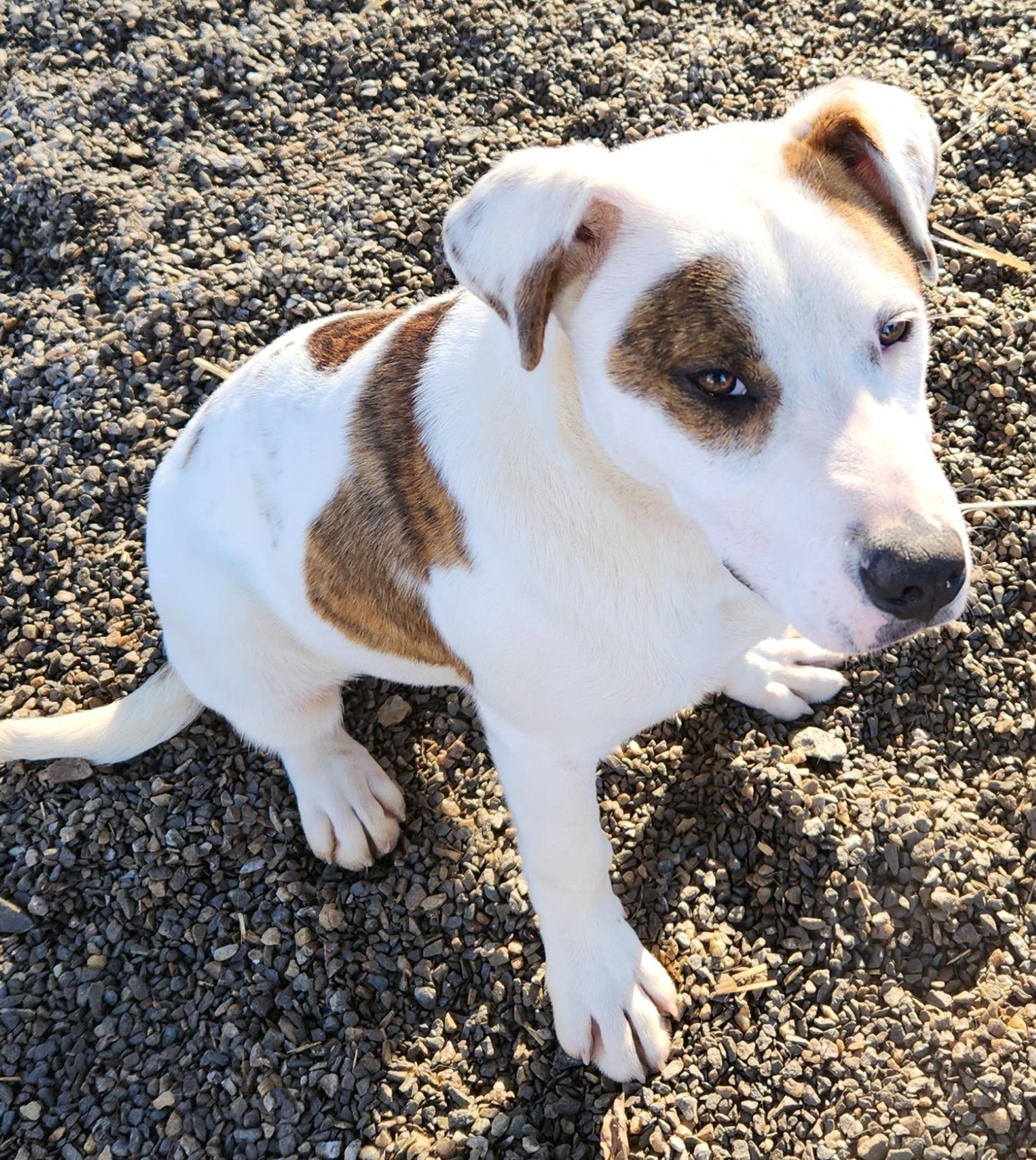 Stewie Scas thumbnail 2