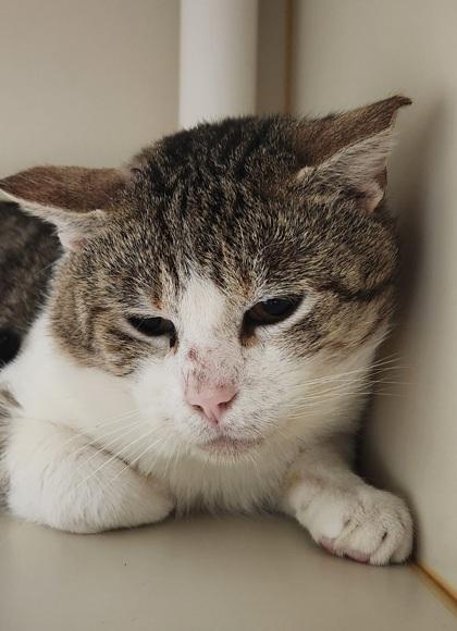 Tiger Bone thumbnail 2