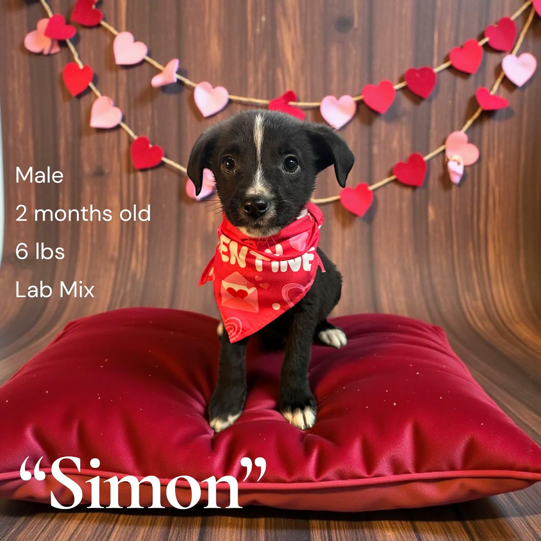 Simon