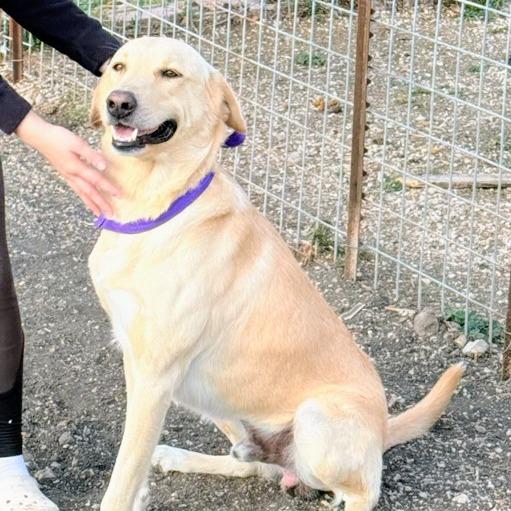 Buddy Ci thumbnail 2