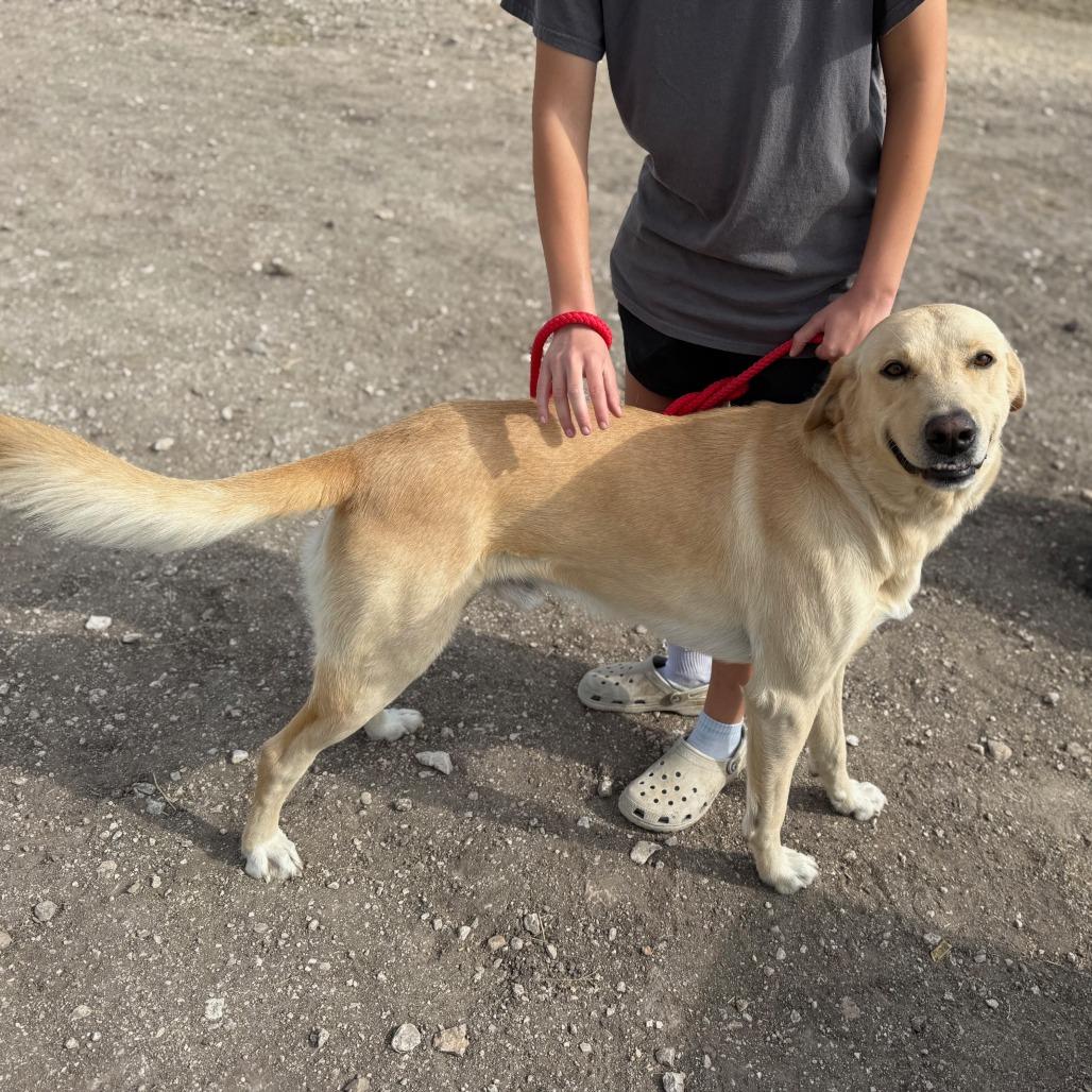 Buddy Ci thumbnail 4