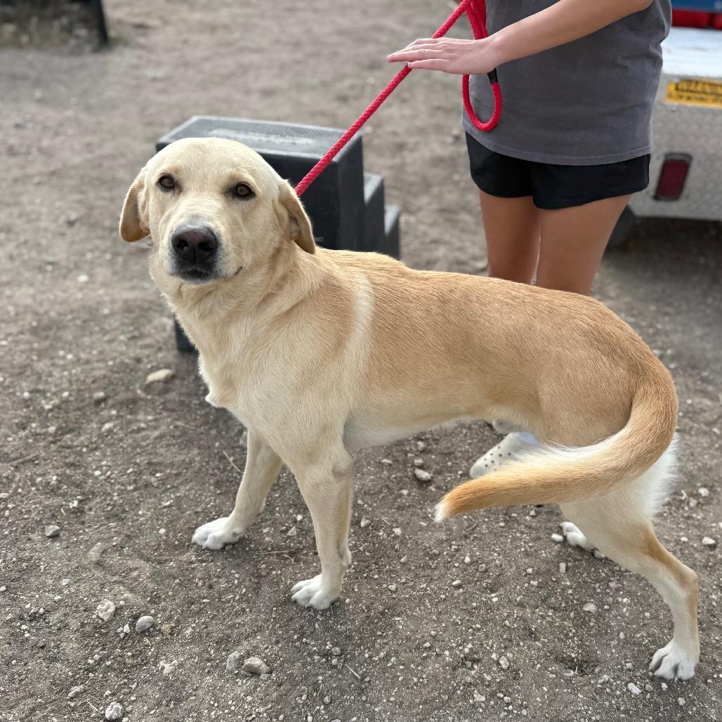 Buddy Ci thumbnail 5