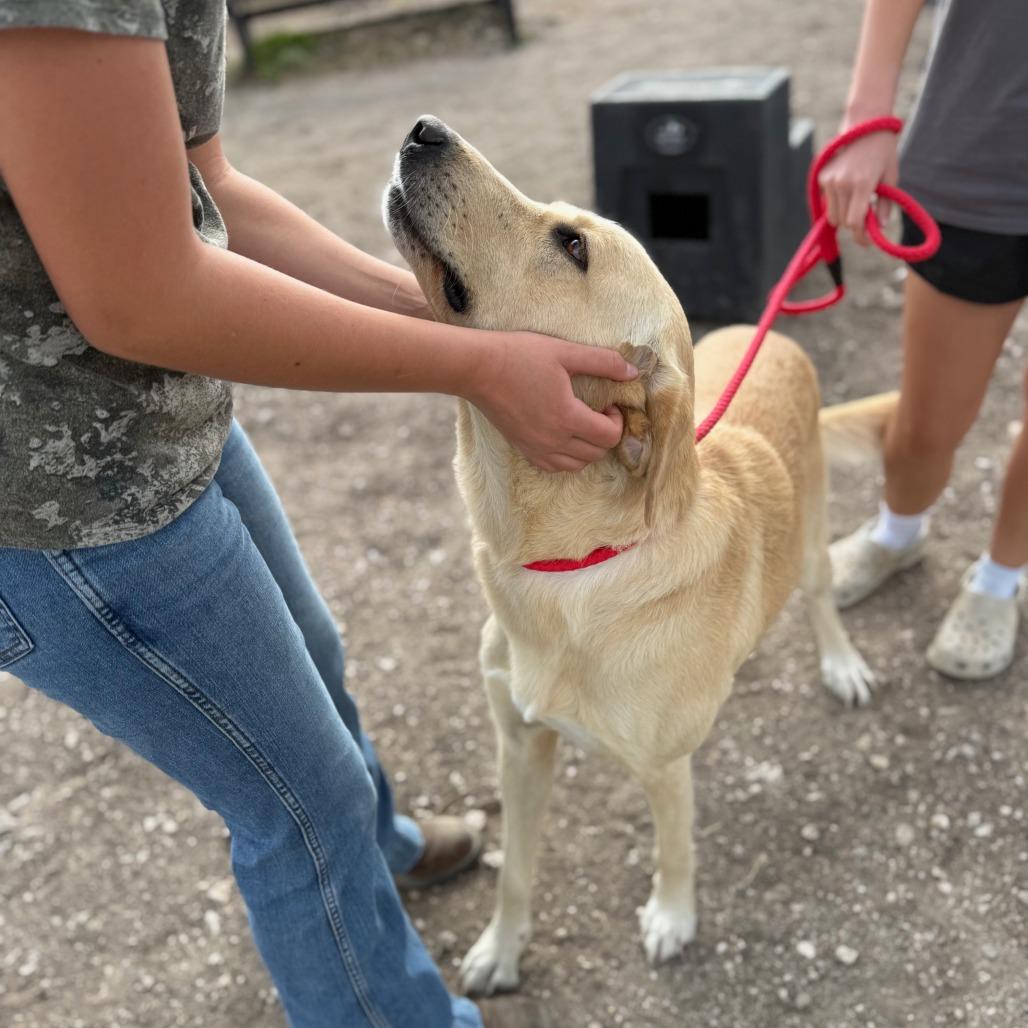 Buddy Ci thumbnail 6