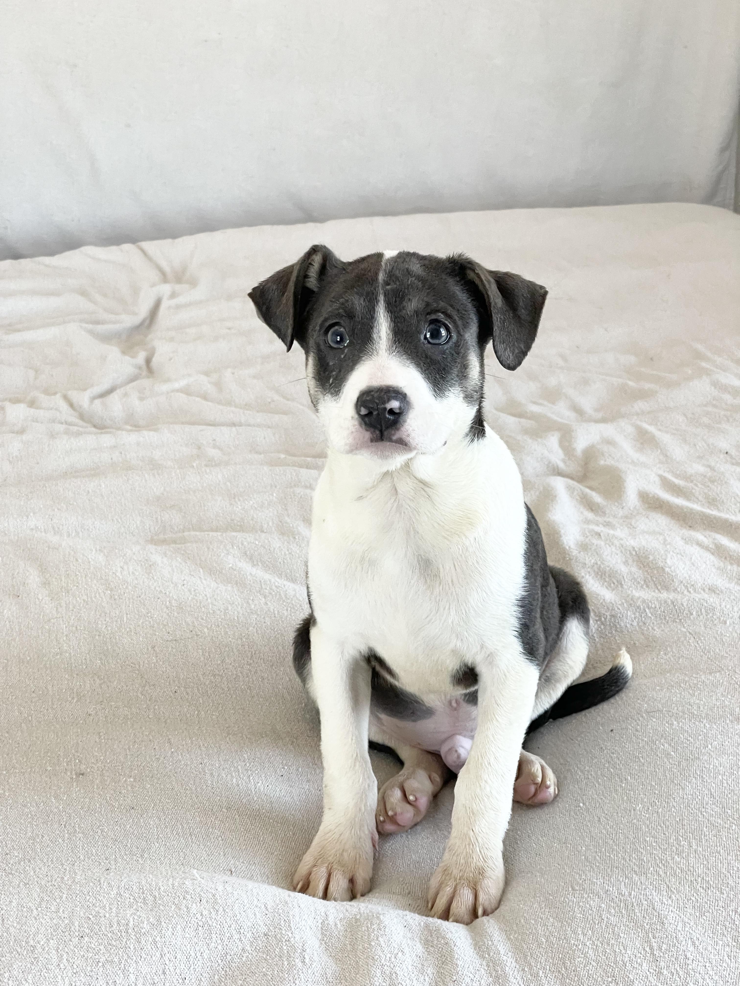 Perfect Mesa thumbnail 4