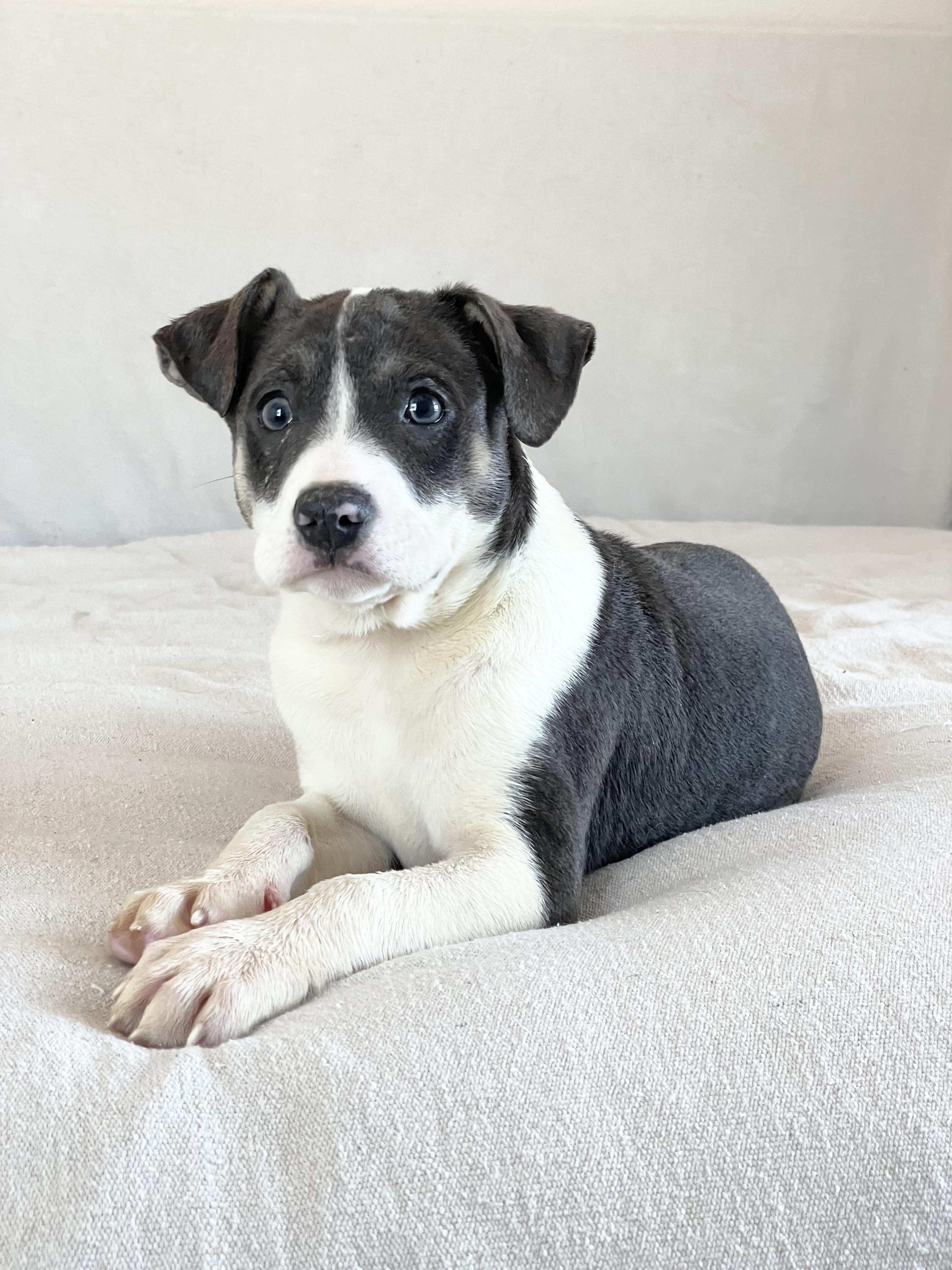 Perfect Mesa thumbnail 5