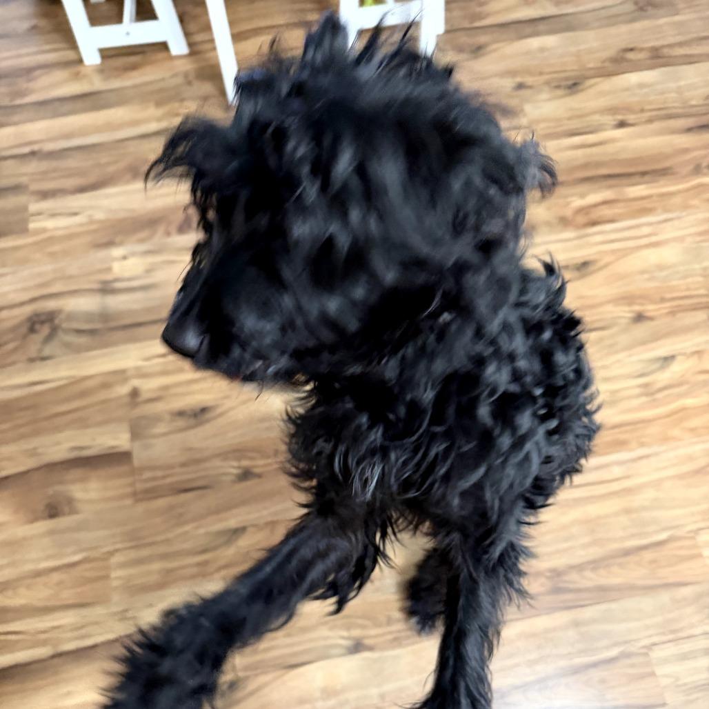 Shirley Temple thumbnail 2