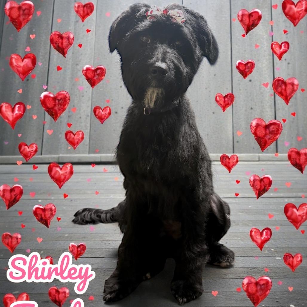 Shirley Temple thumbnail 3