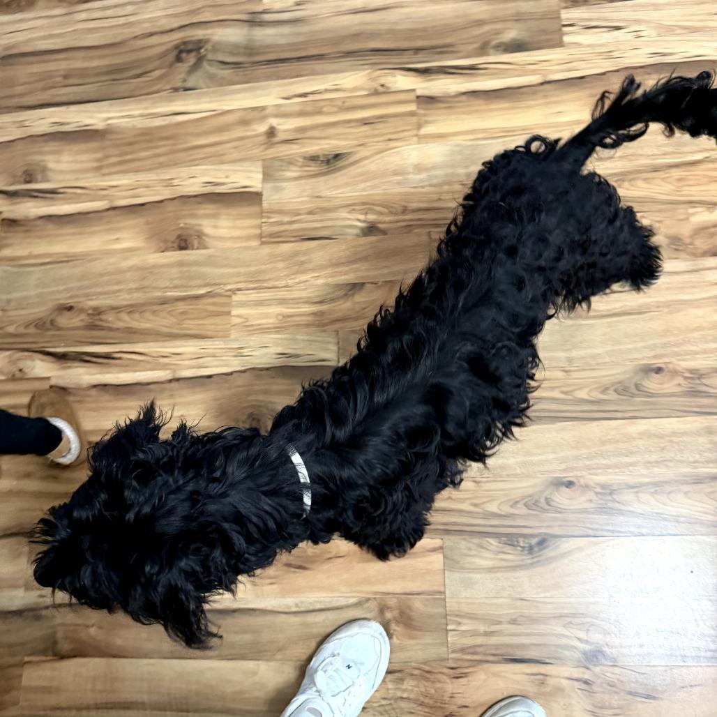 Shirley Temple thumbnail 4