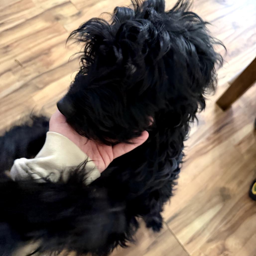 Shirley Temple thumbnail 6