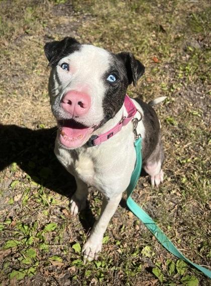 Misty Blue thumbnail 2