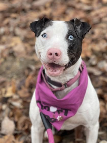 Misty Blue thumbnail 3