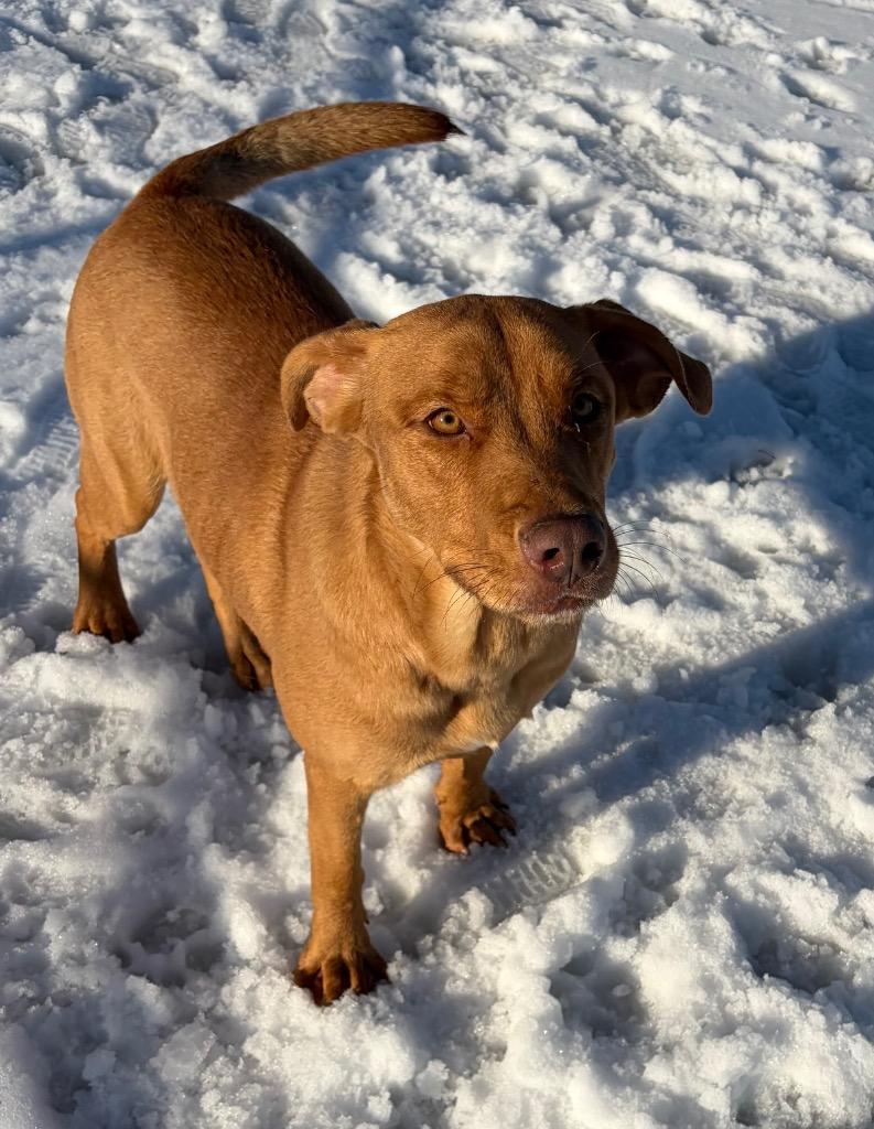 Marshmallow thumbnail 2