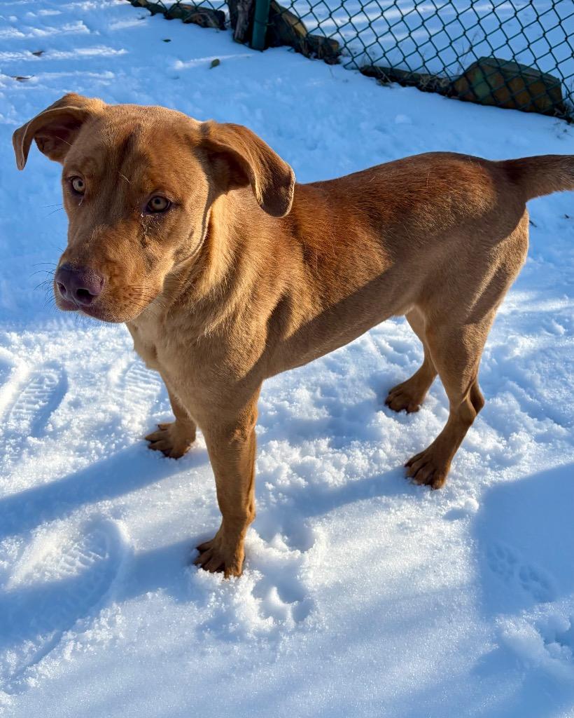 Marshmallow thumbnail 3