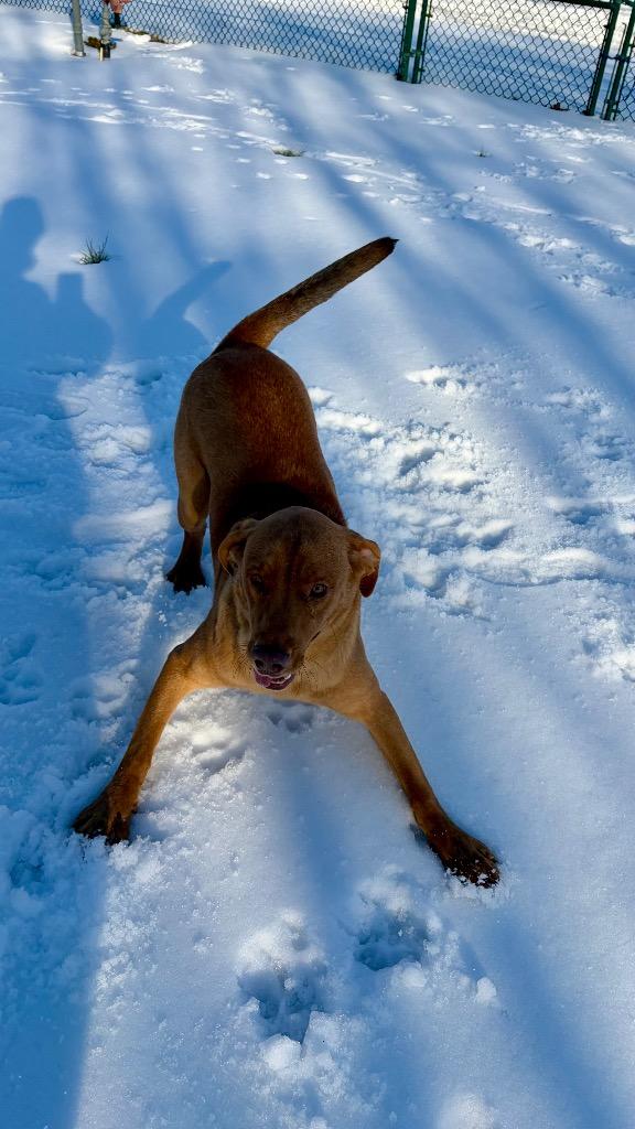 Marshmallow thumbnail 4