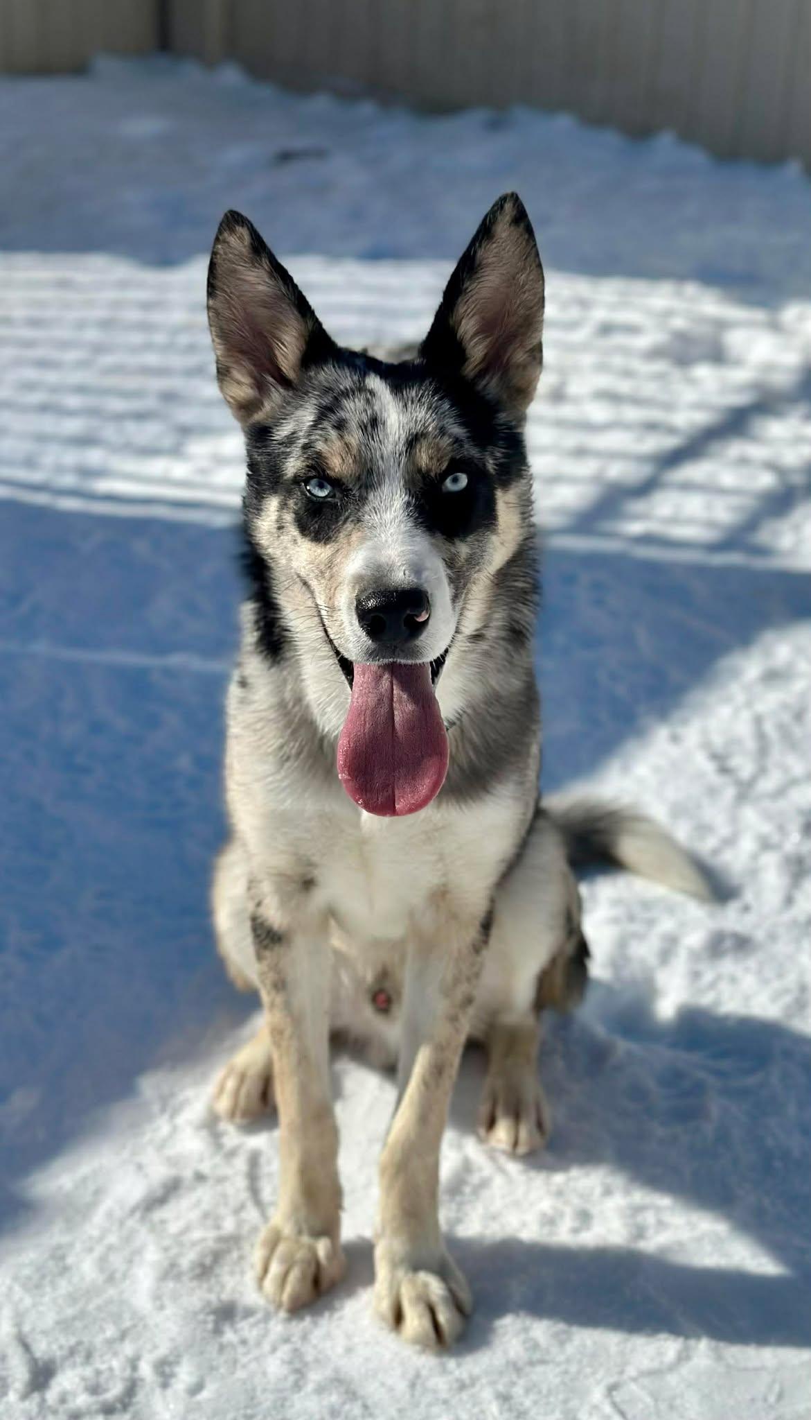 Maxamillion thumbnail 3