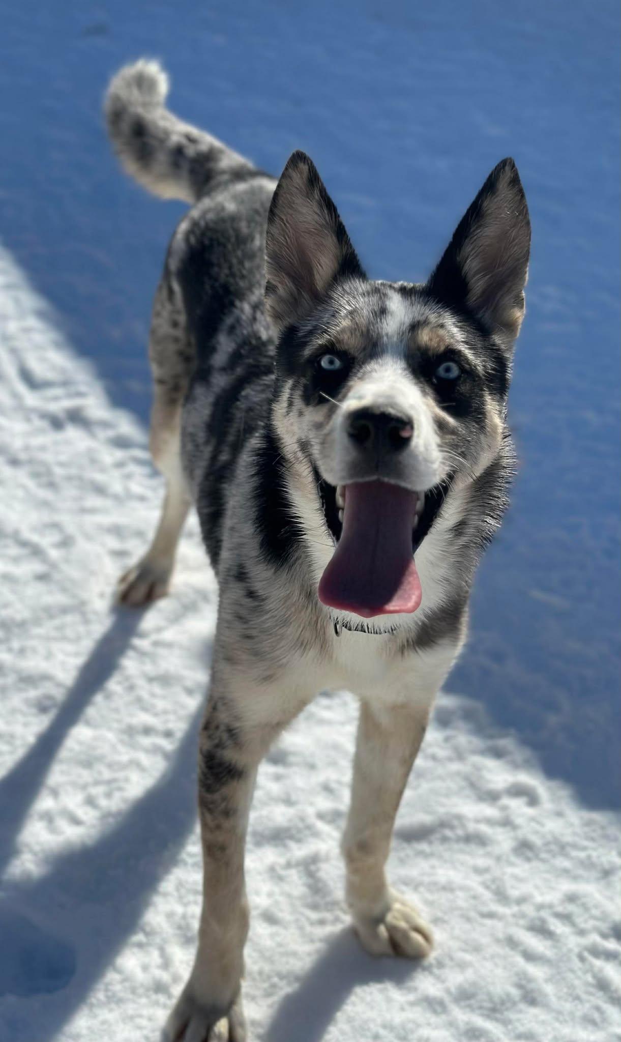 Maxamillion thumbnail 4