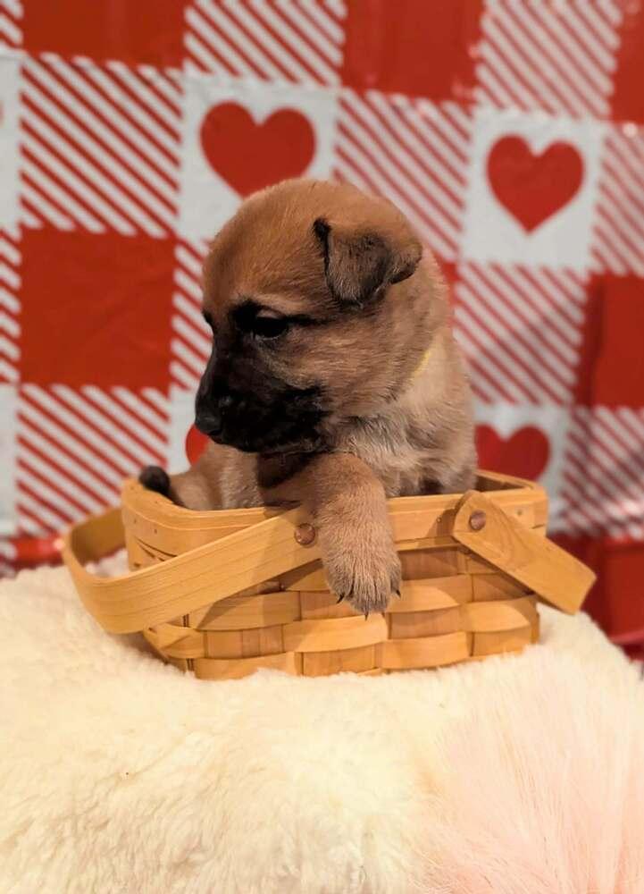 Stormy Skye Litter Kodiak thumbnail 2