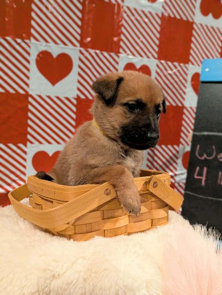 Stormy Skye Litter Kodiak thumbnail 3