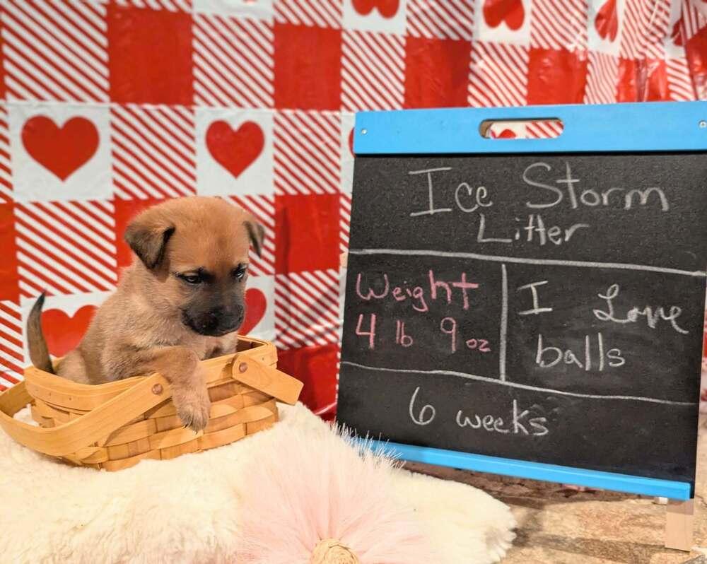 Stormy Skye Litter Kodiak thumbnail 4