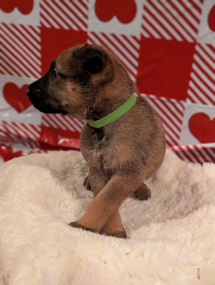 Stormy Skye Litter Nimbus thumbnail 2