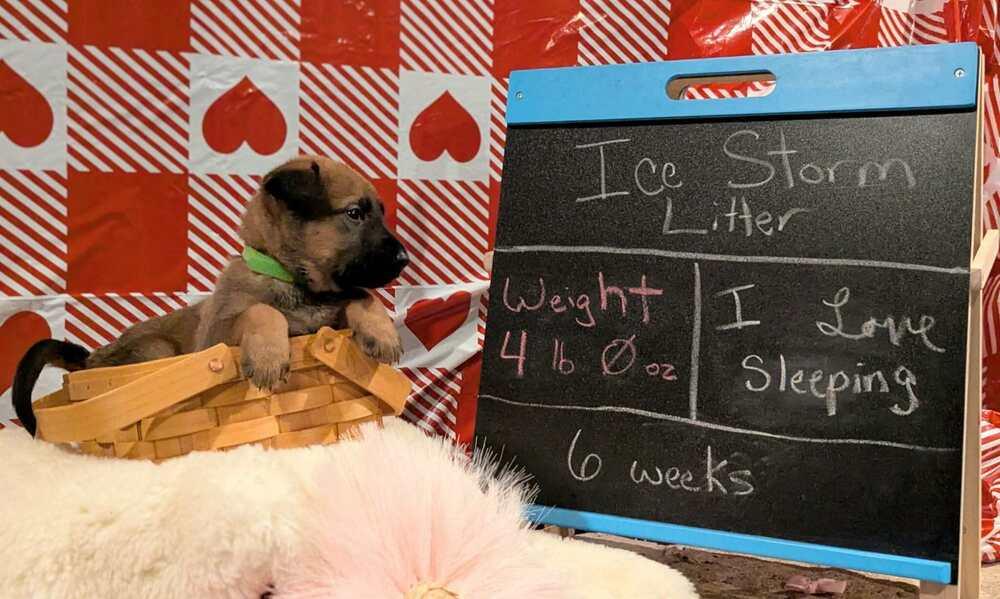 Stormy Skye Litter Nimbus thumbnail 3