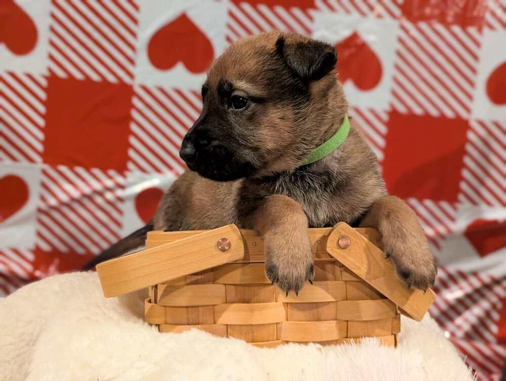 Stormy Skye Litter Nimbus thumbnail 4