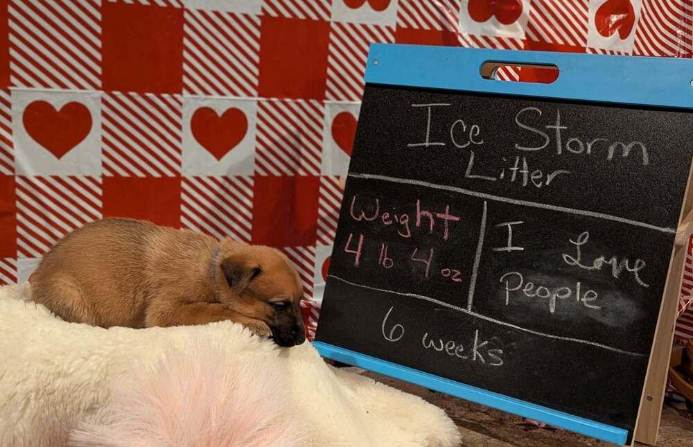 Stormy Skye Litter Polar thumbnail 2