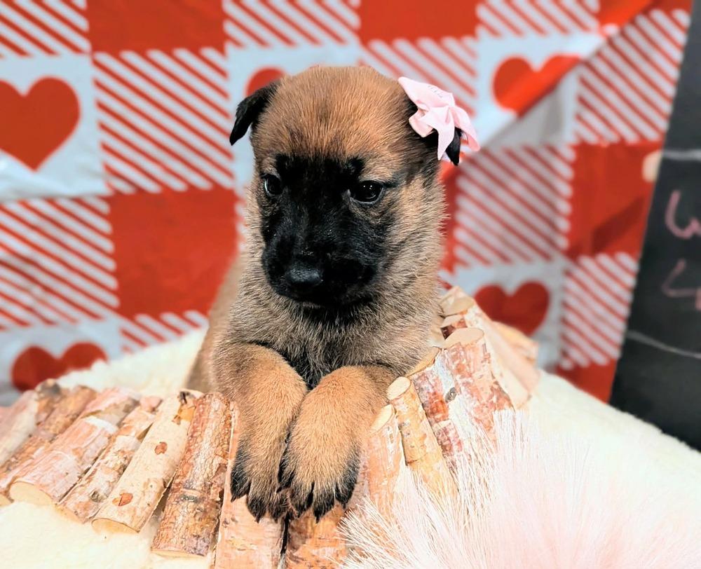 Stormy Skye Litter Talvi thumbnail 2