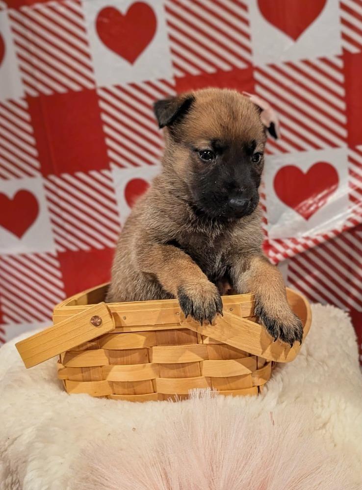 Stormy Skye Litter Talvi thumbnail 4