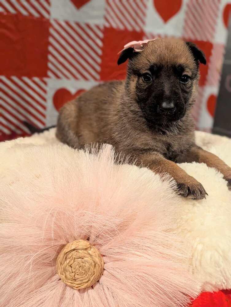 Stormy Skye Litter Yuki thumbnail 2